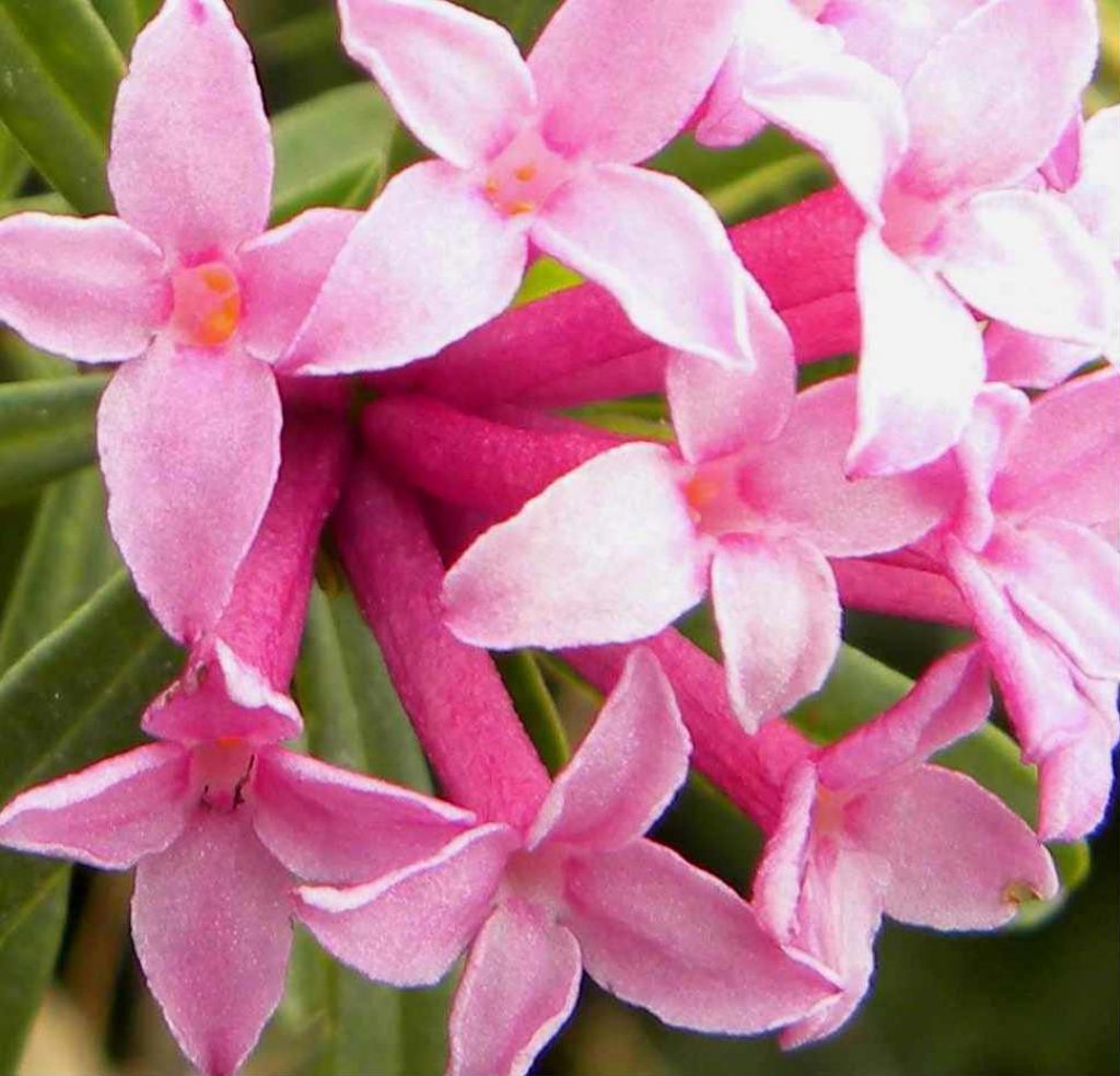 Daphne striata